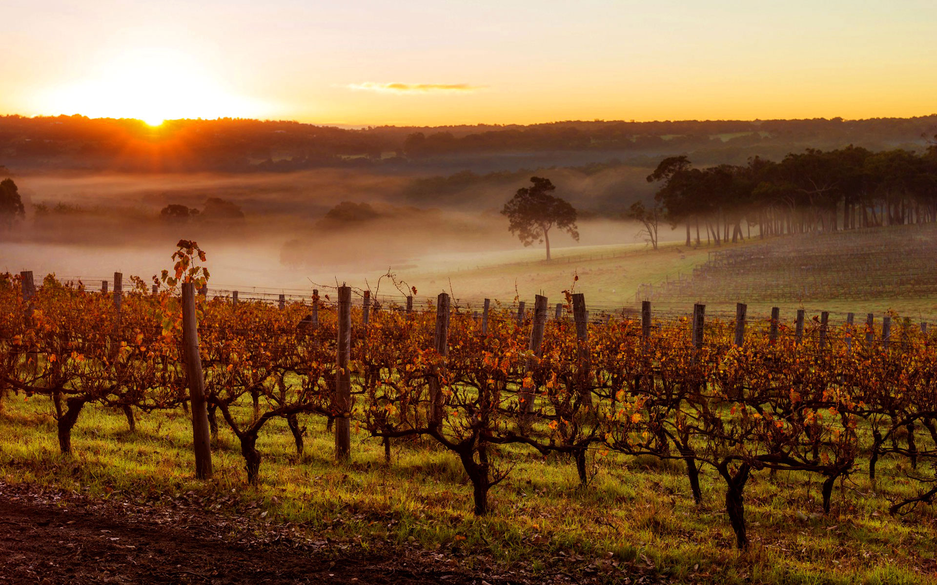 Sunset over the Vineyard in Margaret River