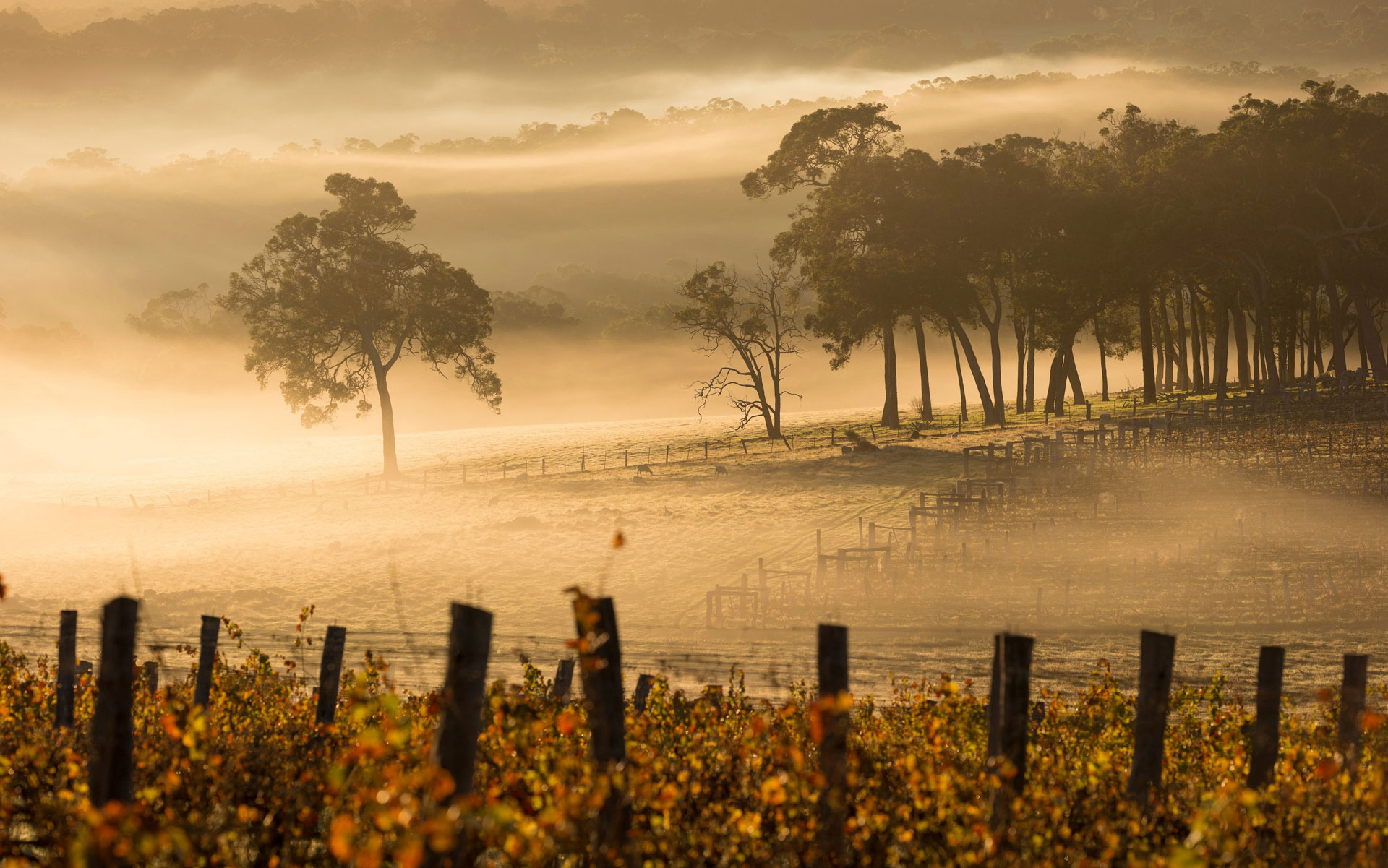 mist over the vineyard