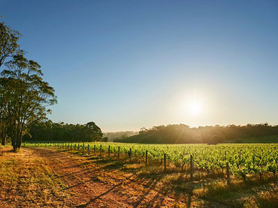 Brown Hill Estate - Harvest Tours