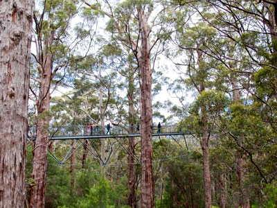 Tree Top Walk Walpole