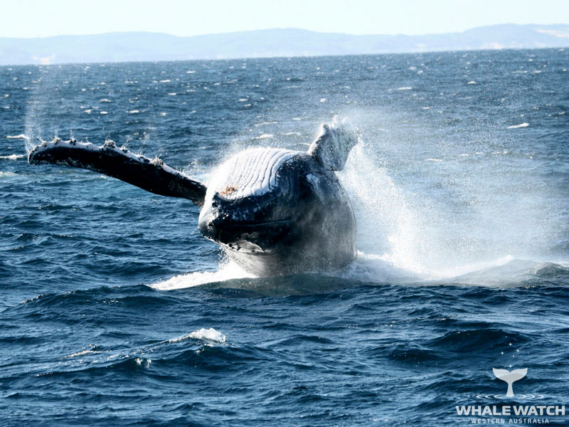 Whale Watch Western Australia