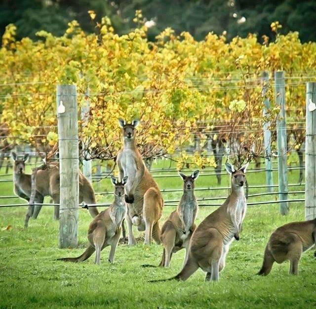 Kangaroos seen at a vineyard on a margaret river tour