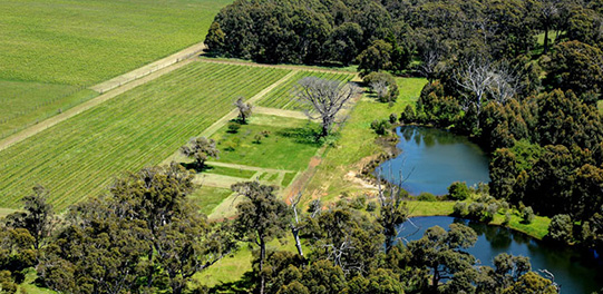 Vineyard in Margaret River Tours from Perth
