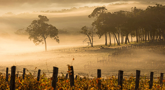 Mist on a Vineyard in Margaret River