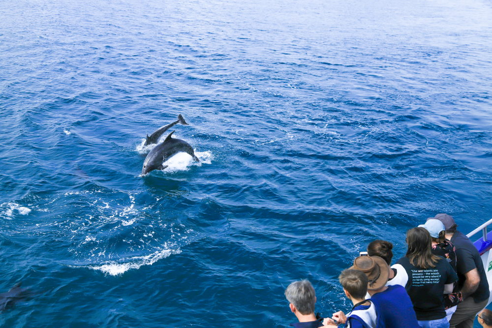 Amazing dolphin watching tour in Margaret River - Harvest Tours