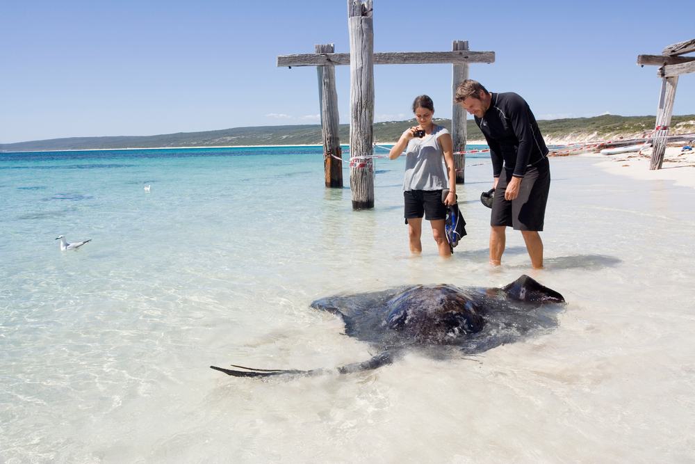 Tourists observing a sting ray in Hamelin Bay, Margaret River Western Australia