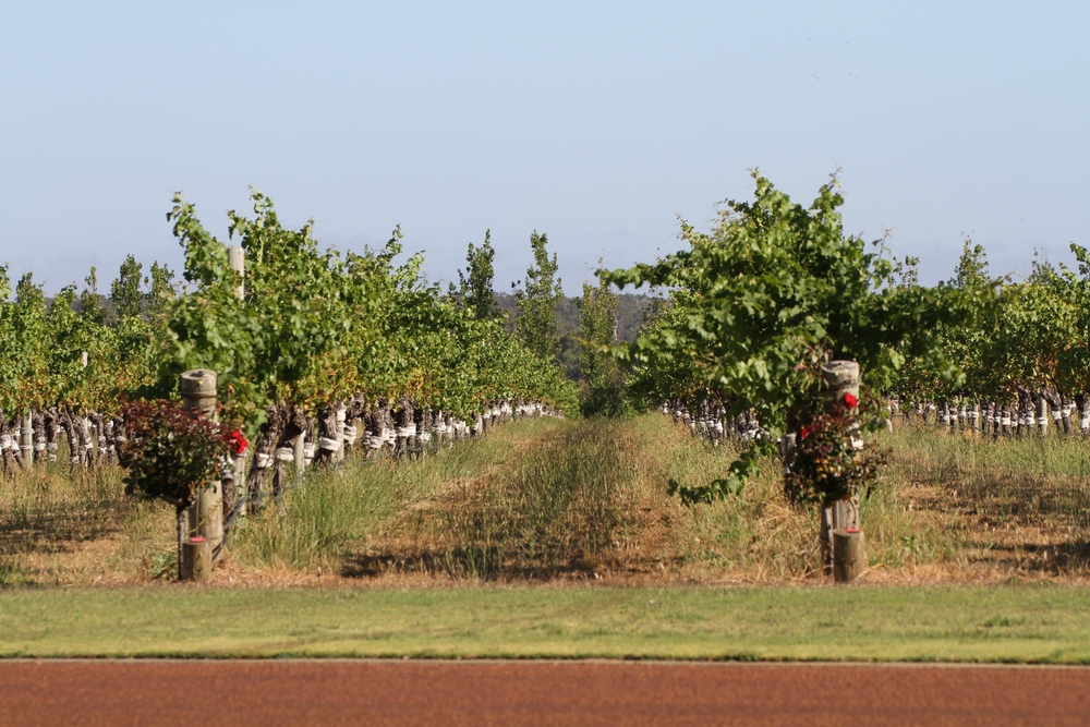 A scenic view of a grape vines growing in the famous Margaret River wine tours - Harvest Tours