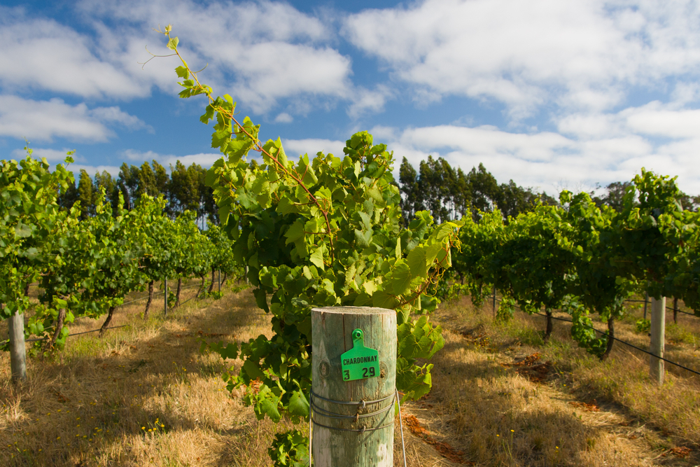 Chardonnay vineyard blanc on margaret river wine tour - Harvest Tours