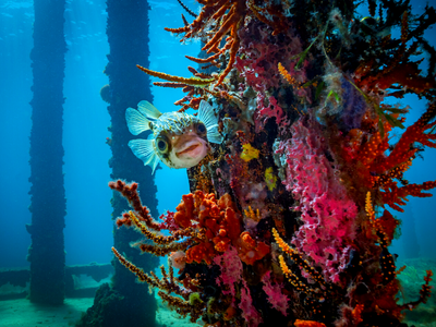 Busselton jetty - Harvest Tours