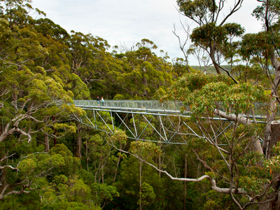 Tree top walk - Harvest Tours