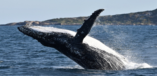 Whale Watching Tours in Margaret River