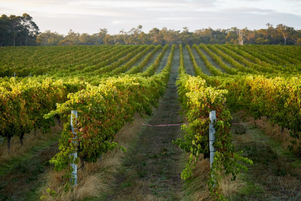 Brown Hill Estate - Wine Tours