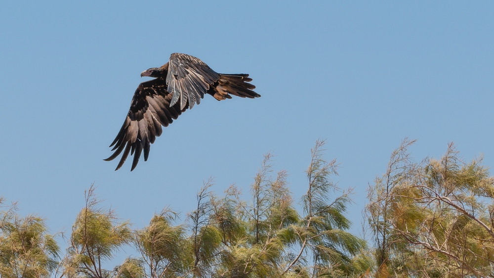 Eagles Heritage_wildlife center_margaret rivier