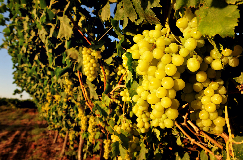 grapes_vineyard_margaret river_wa