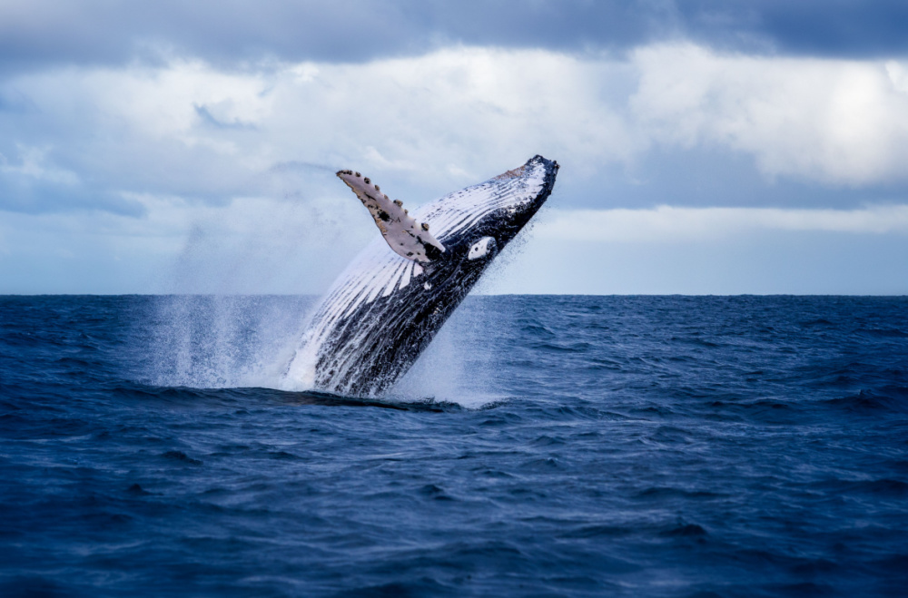 Humpback whale jumping out of water_Harvest Tours