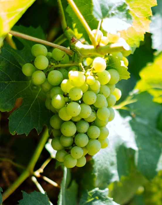 green grapes