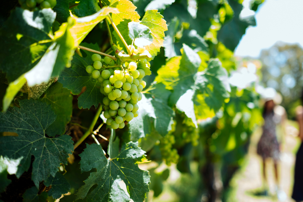 Visit the famous wineries in Margaret River with Harvest Tours