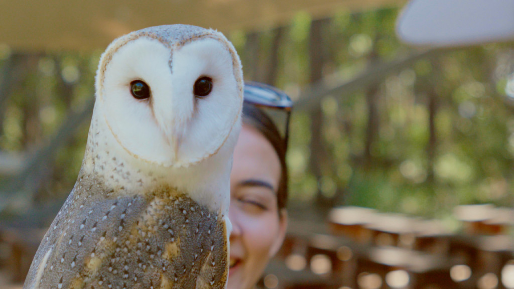 Cape Raptor Centre - Harvest Tours
